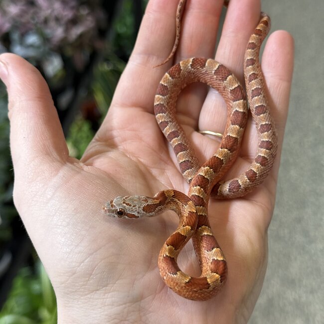 Bloodred Piedsided Het Scaleless Snow Male Corn Snake 7-24-25