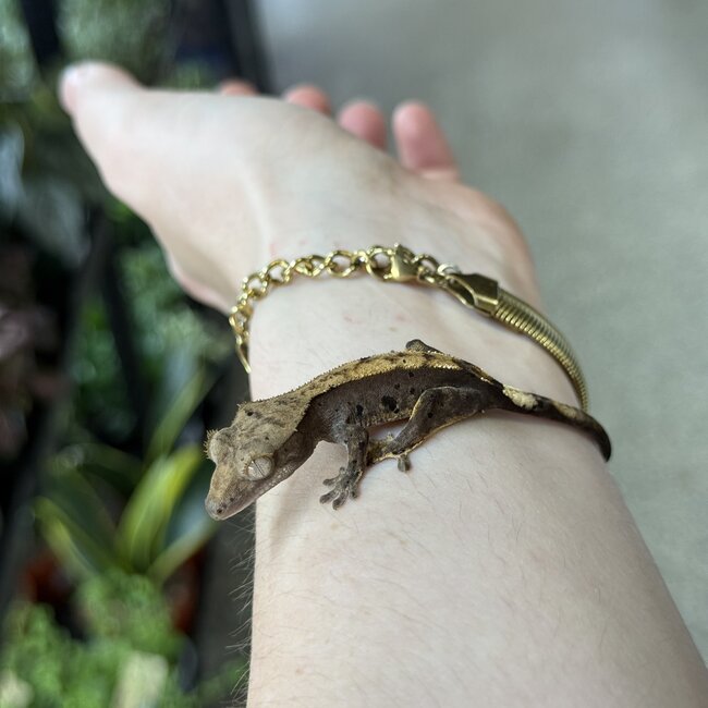 Flame Dalmatian Crested Gecko 11-23-25