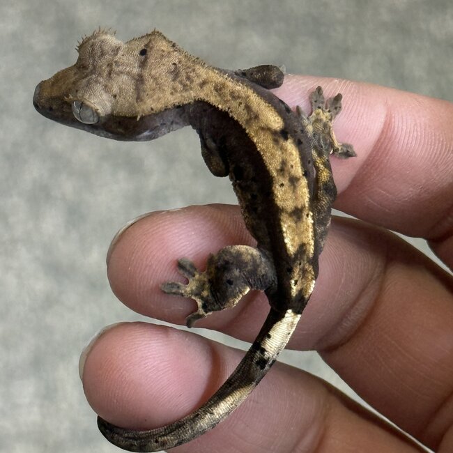 Flame Dalmatian Crested Gecko 11-23-25