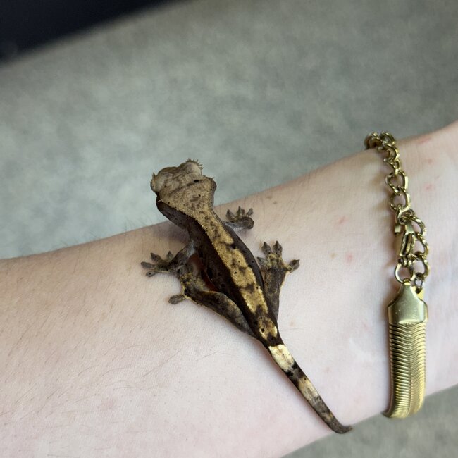 Flame Dalmatian Crested Gecko 11-23-25