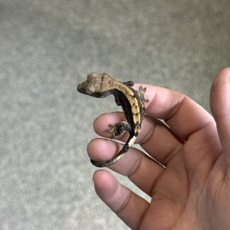 Flame Dalmatian Crested Gecko 11-23-25