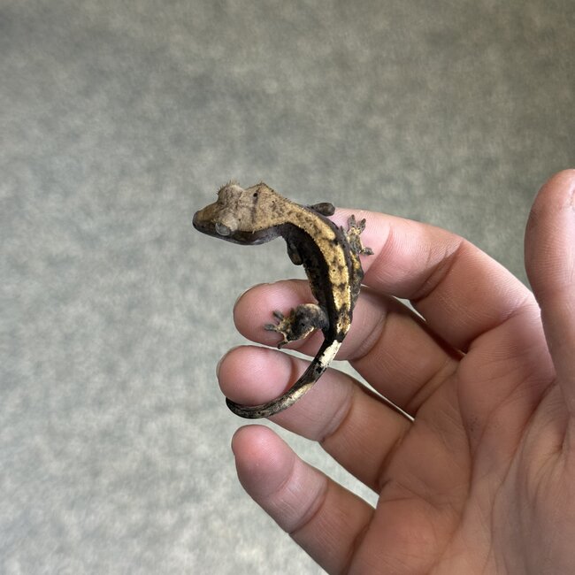 Flame Dalmatian Crested Gecko 11-23-25