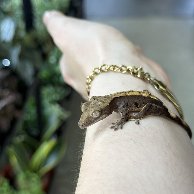 Flame Dalmatian Crested Gecko 11-23-25