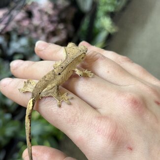 Reverse Pinstripe Dalmatian Crested Gecko 10-6-25