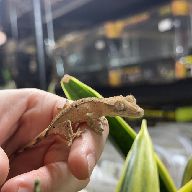 Reverse Pinstripe Dalmatian Crested Gecko 10-6-25