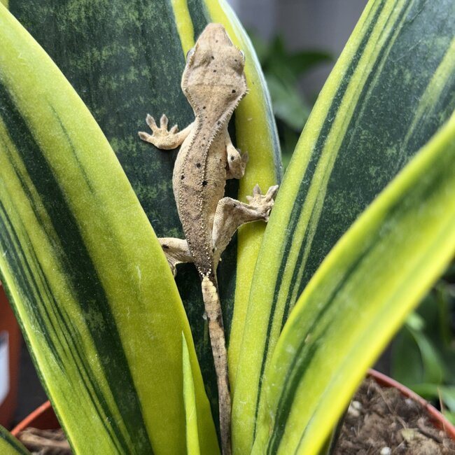 Reverse Pinstripe Dalmatian Crested Gecko 10-6-25