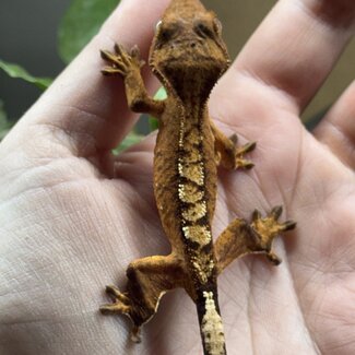Reverse Pinstripe Flame Crested Gecko 6-21-25