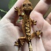 Reverse Pinstripe Flame Crested Gecko 6-21-25
