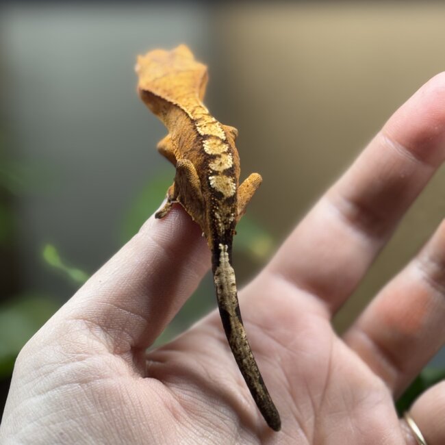 Reverse Pinstripe Flame Crested Gecko 6-21-25