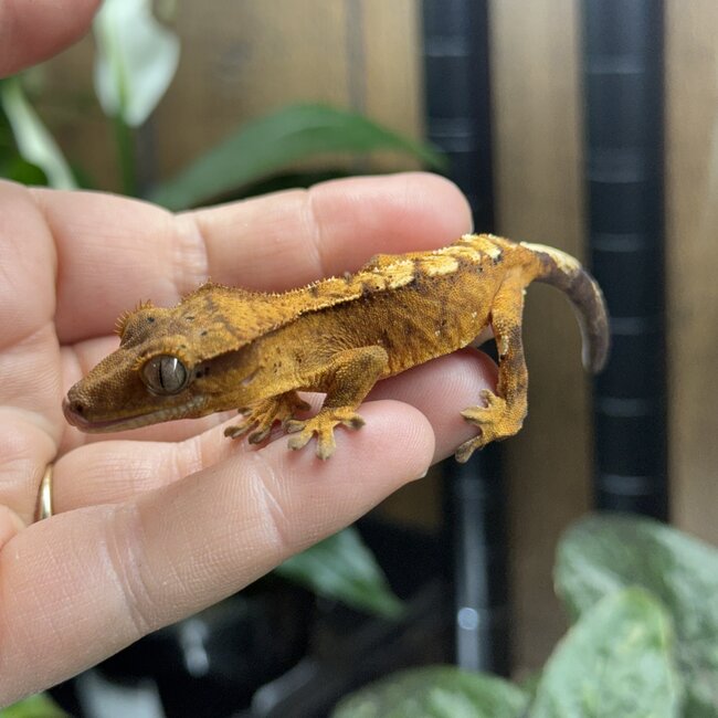 Reverse Pinstripe Flame Crested Gecko 6-21-25