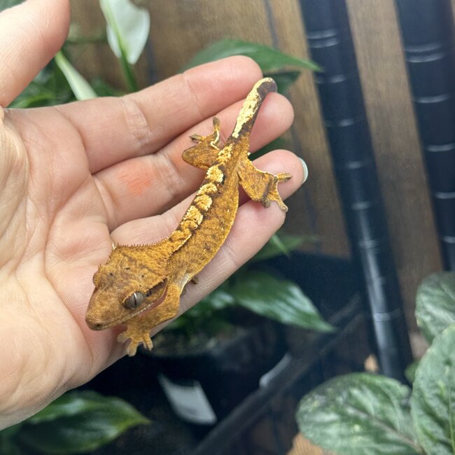 Reverse Pinstripe Flame Crested Gecko 6-21-25
