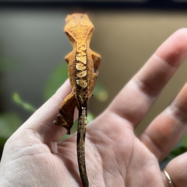Reverse Pinstripe Flame Crested Gecko 6-21-25