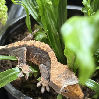 Flame Harlequin Halloween Crested Gecko 9-3-25