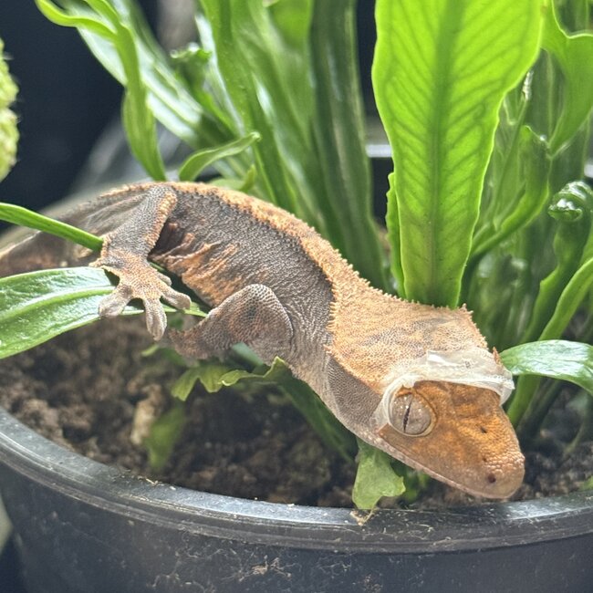 Flame Harlequin Halloween Crested Gecko 9-3-25