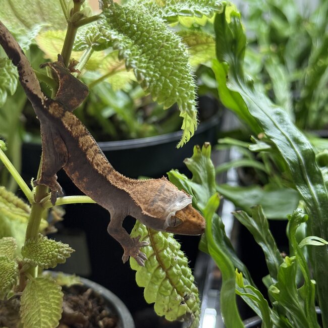 Flame Harlequin Halloween Crested Gecko 9-3-25