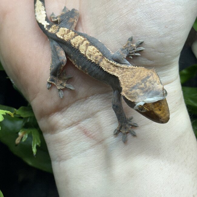 Flame Harlequin Halloween Crested Gecko 9-3-25