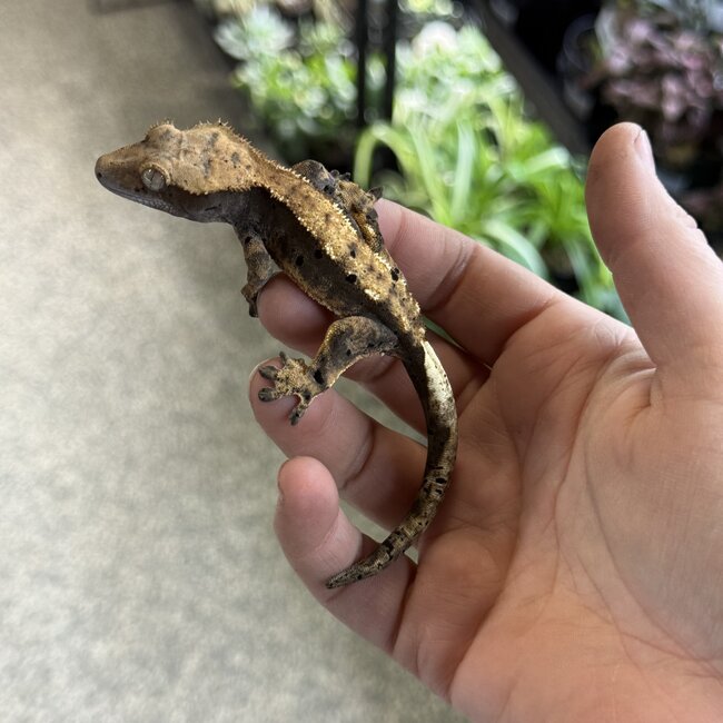 Halloween Flame Harlequin Dal. Crested Gecko Male 4-17-25