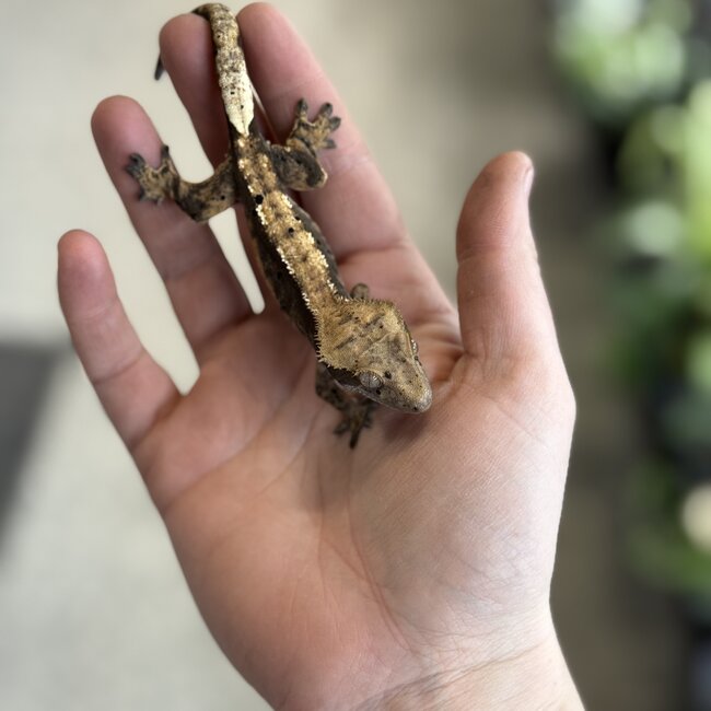 Halloween Flame Harlequin Dal. Crested Gecko Male 4-17-25