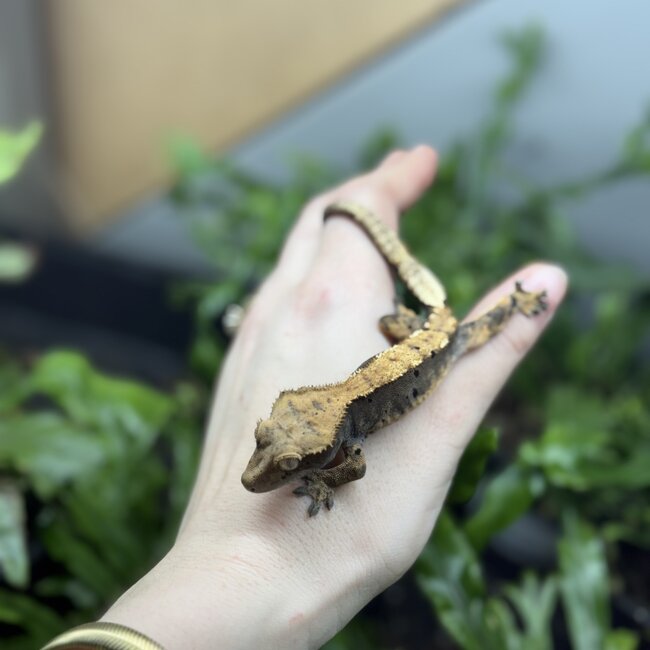 Halloween Flame Harlequin Dal. Crested Gecko Male 4-17-25