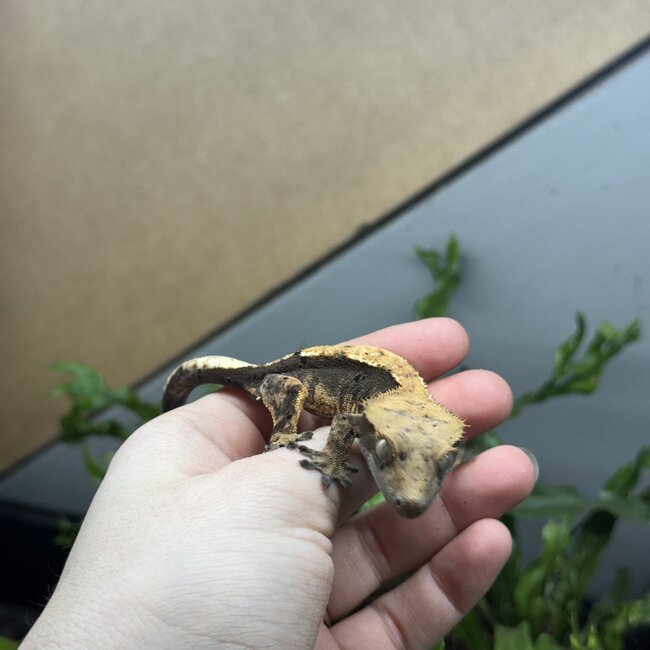 Halloween Flame Harlequin Dal. Crested Gecko Male 4-17-25