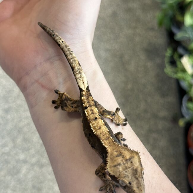 Halloween Flame Harlequin Dal. Crested Gecko Male 4-17-25