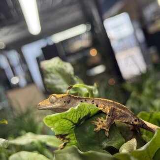 Flame Dal. Halloween Harlequin Inkspot Crested Gecko 10-3-25