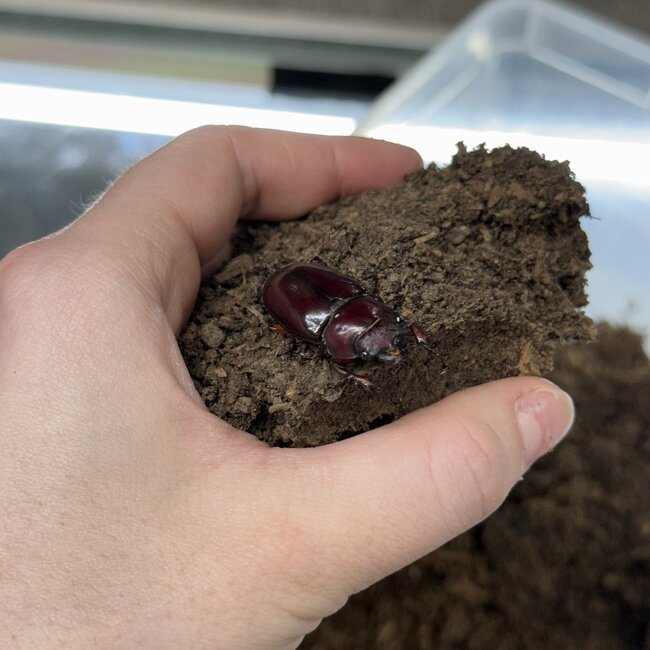 Reddish Brown Stag Beetle, FEMALE Lucanus capreolus