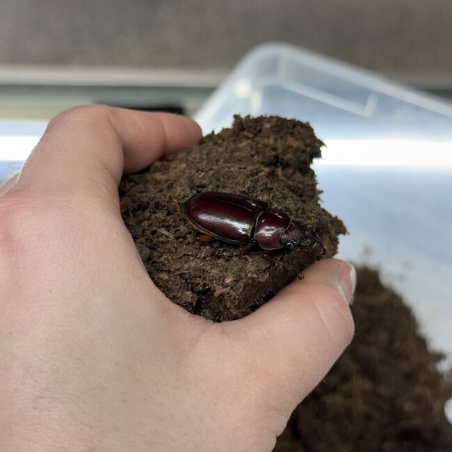 Reddish Brown Stag Beetle, FEMALE Lucanus capreolus