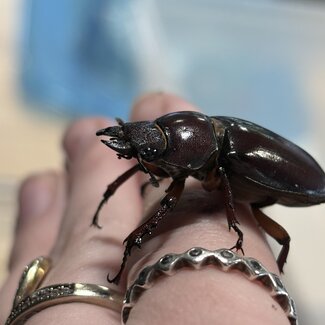 Reddish Brown Stag Beetle, FEMALE Lucanus capreolus