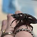 Reddish Brown Stag Beetle, FEMALE Lucanus capreolus