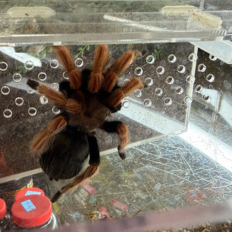 Brachypelma boehmei 4" Mexican Blood Tarantula SP