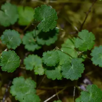 Hydrocotyle sp. "Northern Peru" Cuttings