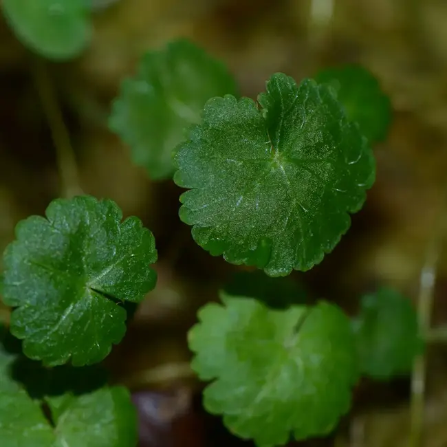 Hydrocoytle sp. "Northern Peru" Cuttings