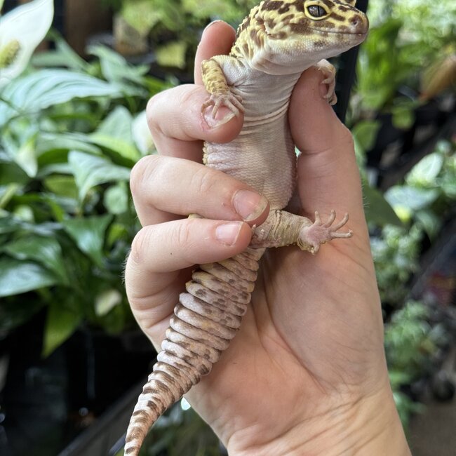 Leopard Gecko 'Bubbles' Male SP