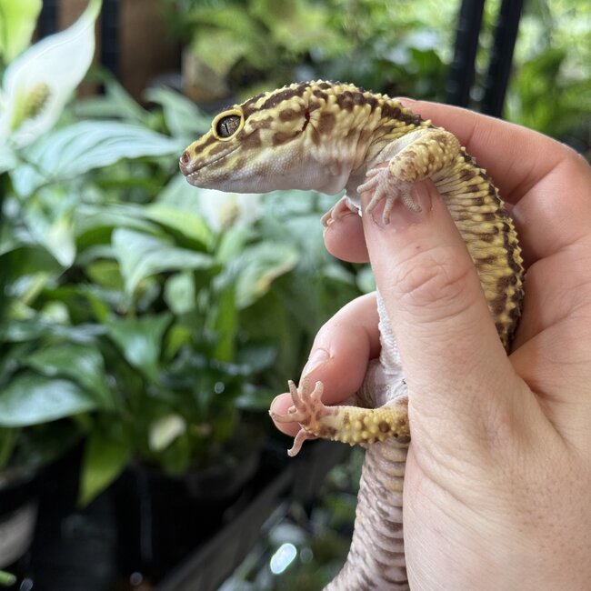 Leopard Gecko 'Bubbles' Male SP
