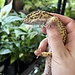Leopard Gecko 'Bubbles' Male SP