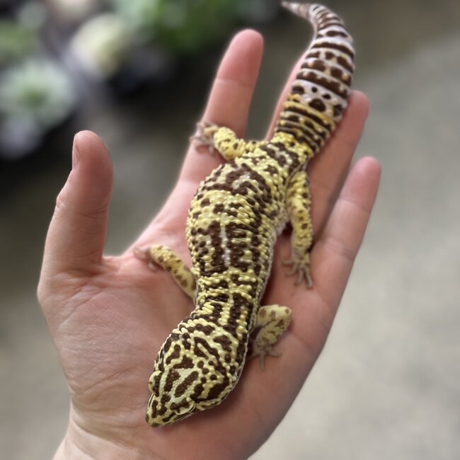 Leopard Gecko 'Bubbles' Male SP