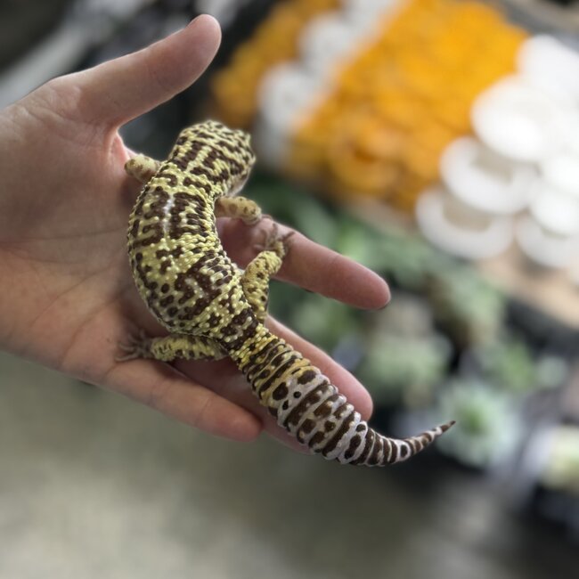 Leopard Gecko 'Bubbles' Male SP