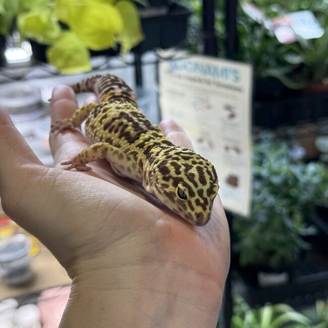 Leopard Gecko 'Bubbles' Male SP