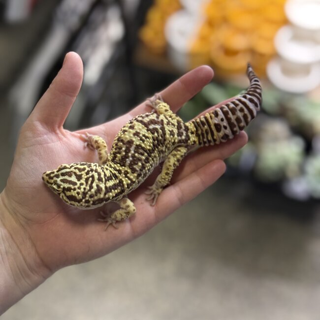 Leopard Gecko 'Bubbles' Male SP