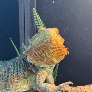 Orange Bearded Dragon 'Fast Pickles' Male SP