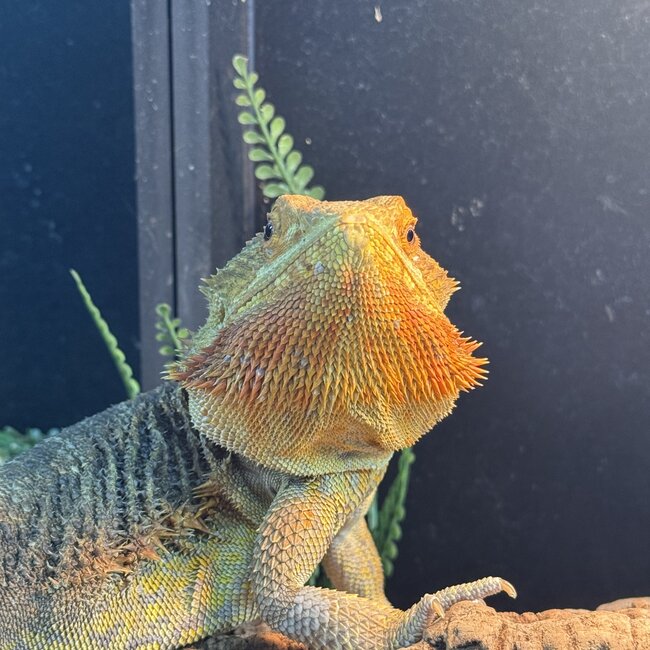Orange Bearded Dragon 'Fast Pickles' Male SP