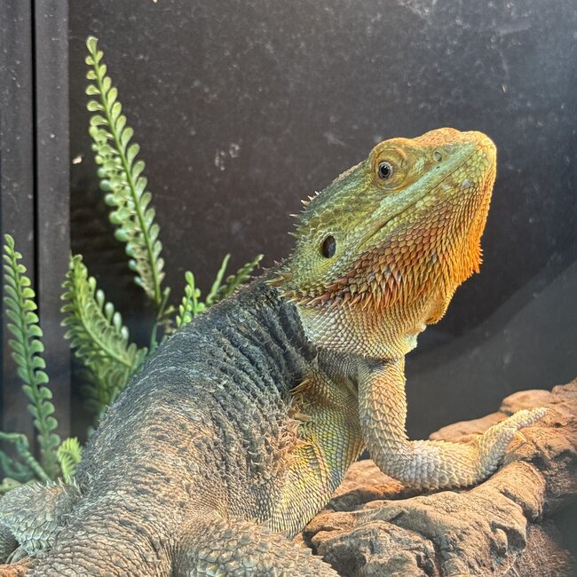 Orange Bearded Dragon 'Fast Pickles' Male SP