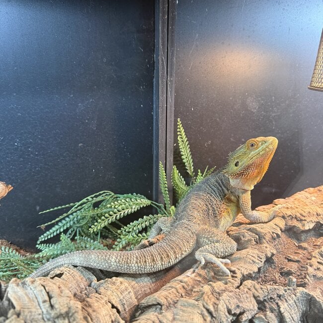 Orange Bearded Dragon 'Fast Pickles' Male SP