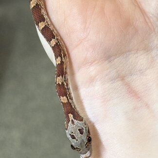 Bloodred Piedsided Het Scaleless Male Corn Snake 2025
