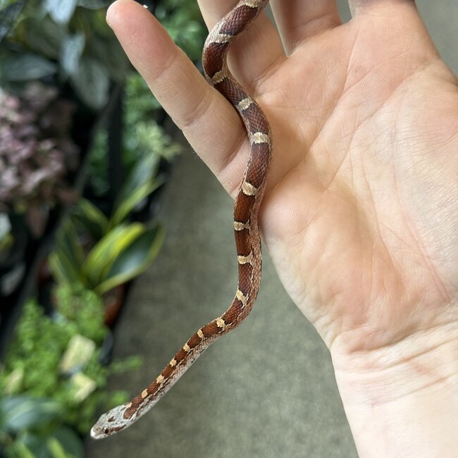 Bloodred Piedsided Het Scaleless Male Corn Snake 2025