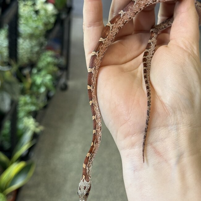 Bloodred Piedsided Het Scaleless Male Corn Snake 2025