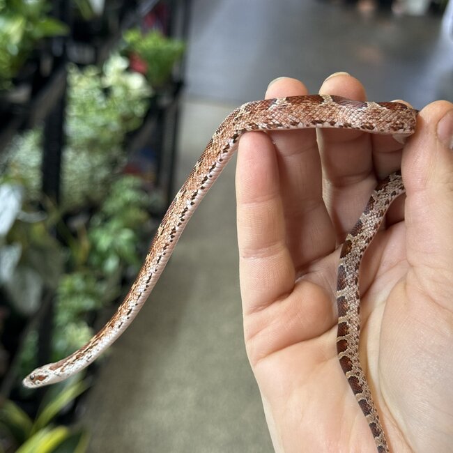 Bloodred Piedsided Het Scaleless Male Corn Snake 2025