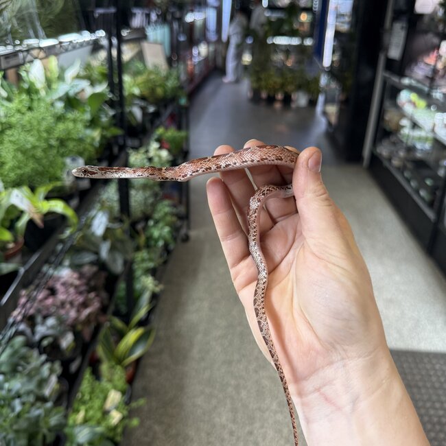 Bloodred Piedsided Het Scaleless Male Corn Snake 2025