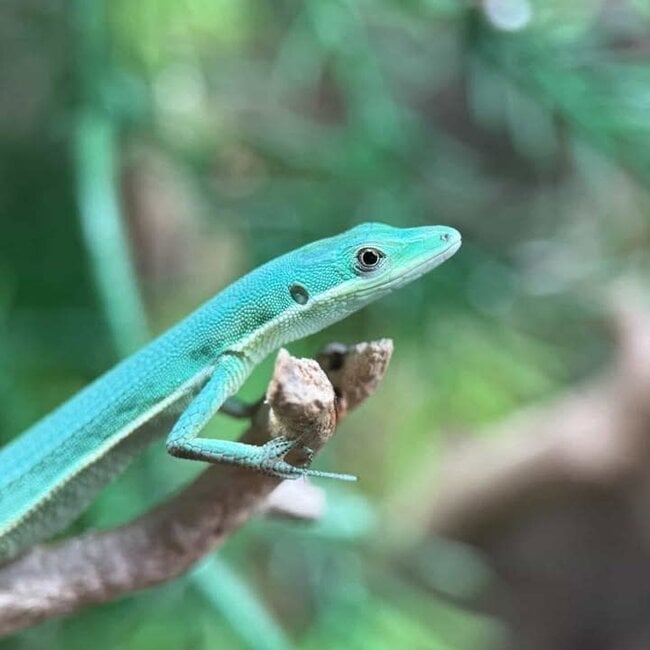 Emerald Grass Lizard, Takydromus smaragdinu
